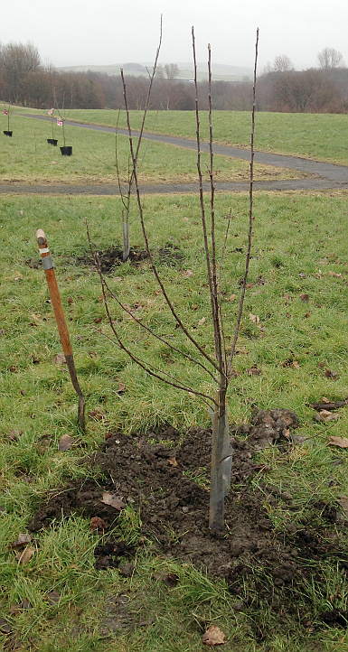 tree waiting for a volunteer to help