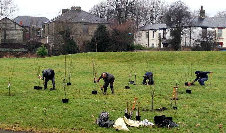 volunteers working with trees for burnley