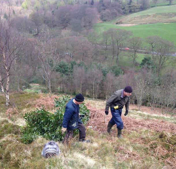 volunteers working with trees for burnley
