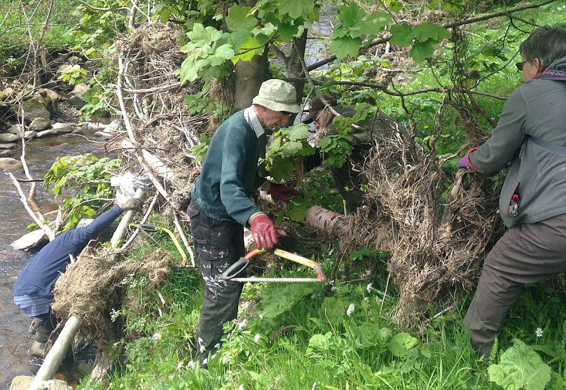 volunteers working with trees for burnley