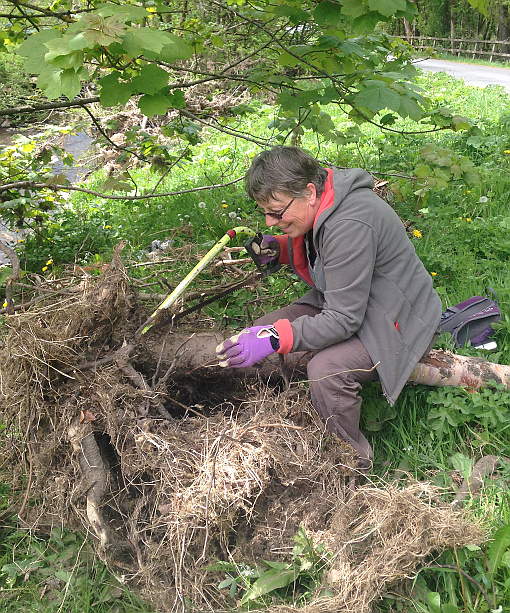 volunteer working with trees for burnley